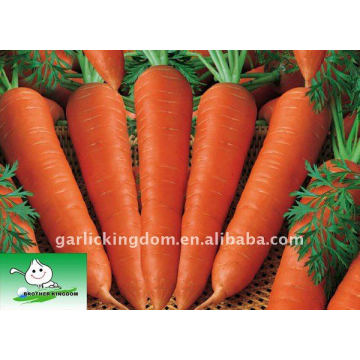 Nueva cosecha Fresh Carrot de China